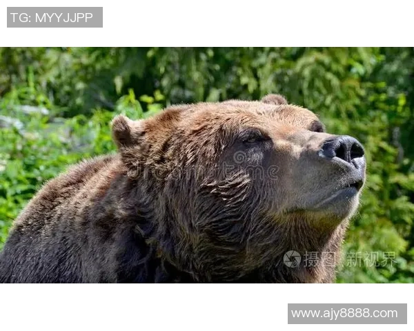 灰熊栖息地与生态保护:探讨北美森林中的超级捕食者生存挑战